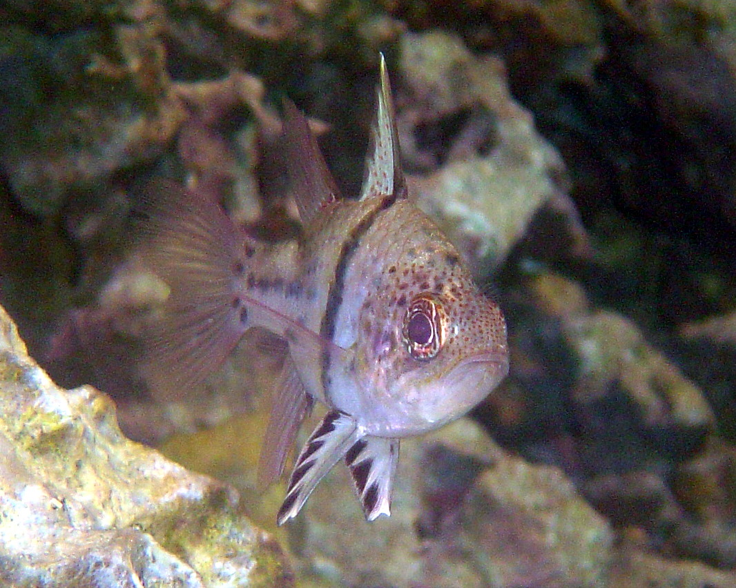 Sphaeramia orbicularis (Pesce cardinale orbicolare)